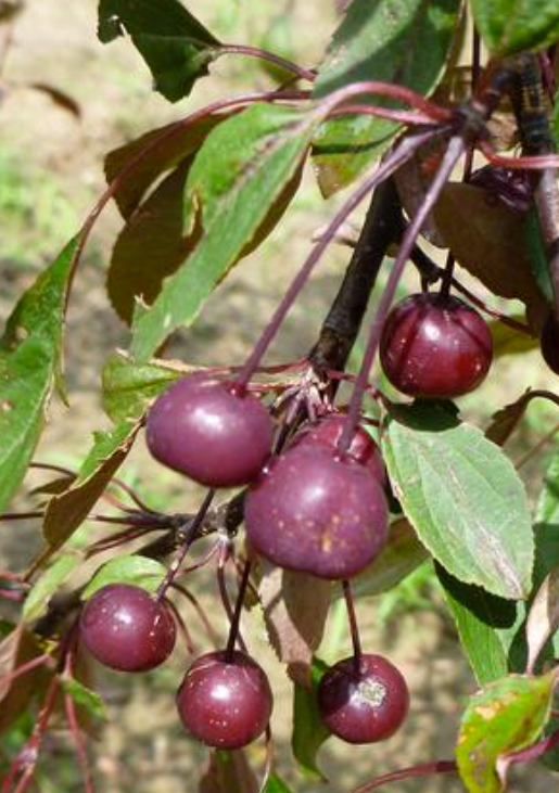 ROYAL BEAUTY crabapple tree