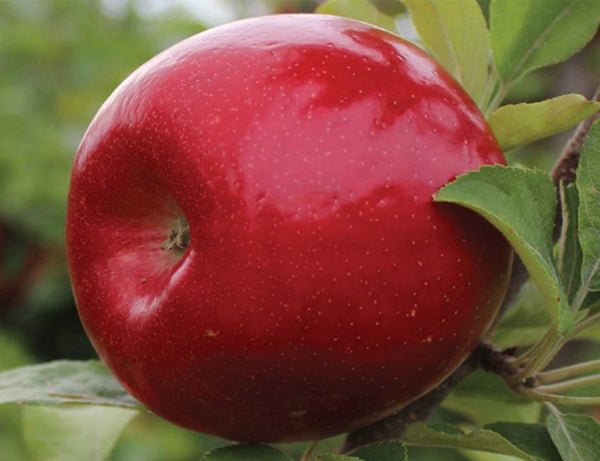 Apple ROYAL RED HONEYCRISP Large Semi-Dwarf (B118