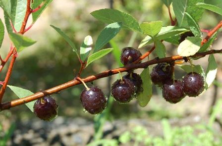 Sand Cherry (Prunus pumila Var. Besseyi)