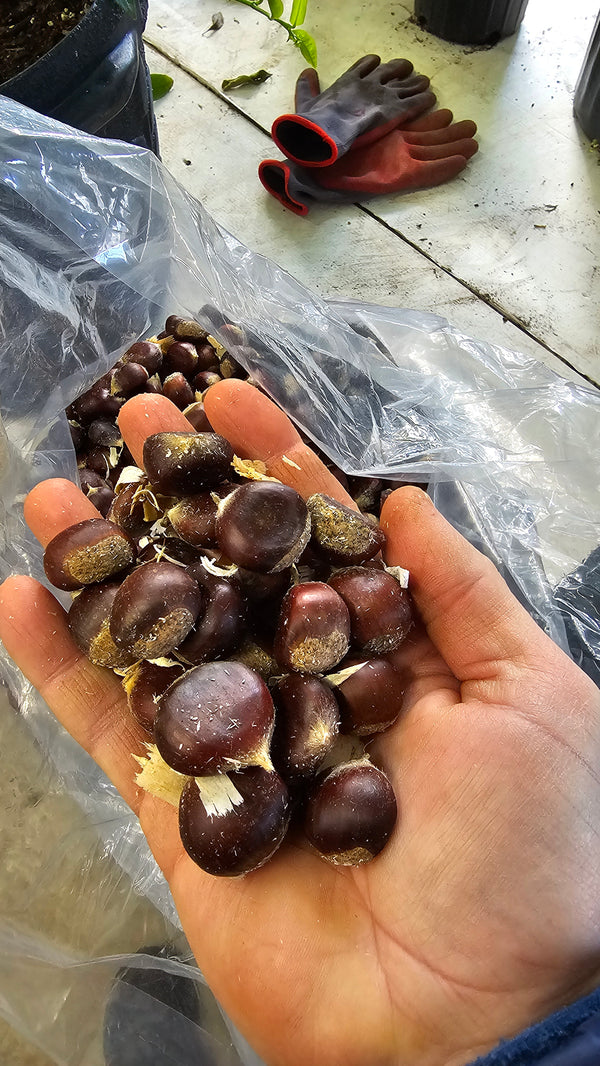 Pure Chinese Chestnut seeds (sold per unit) can be shipped anytime