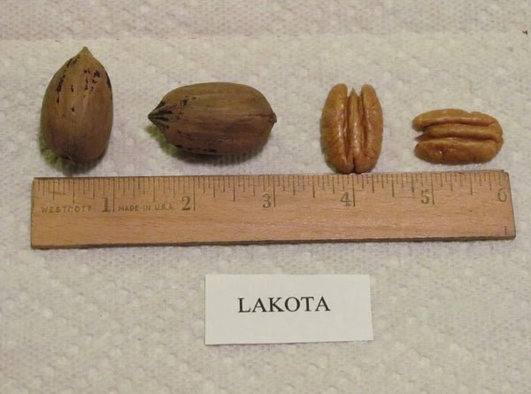 Lakota Pecan seedlings