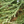 GIANT SEQUOIA