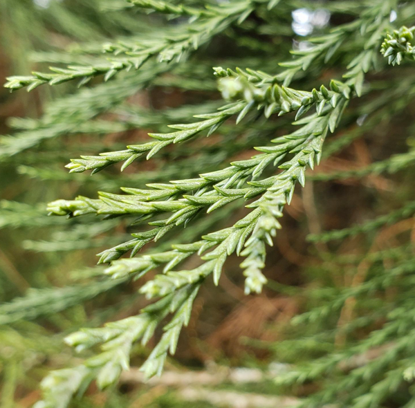 GIANT SEQUOIA