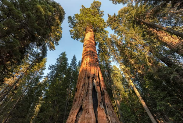 GIANT SEQUOIA