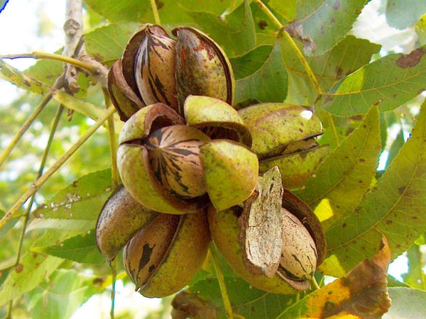 Northern Pecan seedlings of 'SNAP'