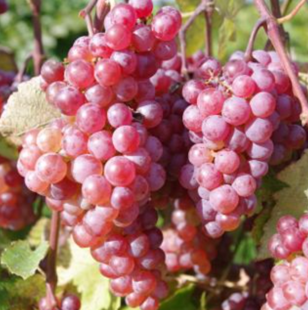 Somerset table grape