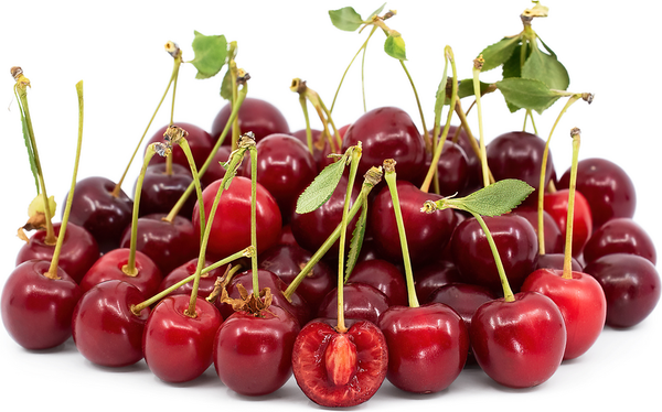 Unidentified Tart/sour cherry Prunus cerasur X fruticosa