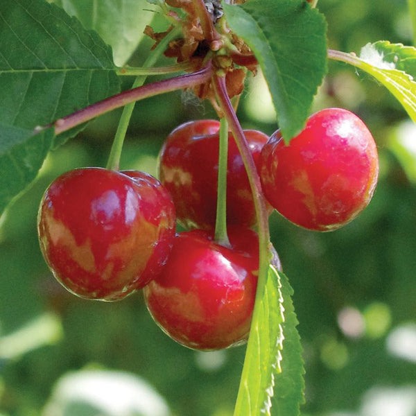 Sour cherry 'Stark Sure crop'