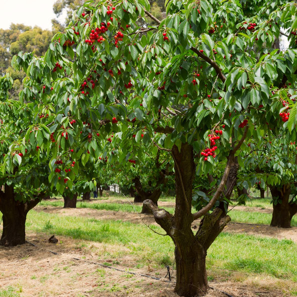 Unidentified grafted sweet cherry prunus avium spp.