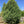 Pin Cembro Pinus Cembra Swiss Stone Pine