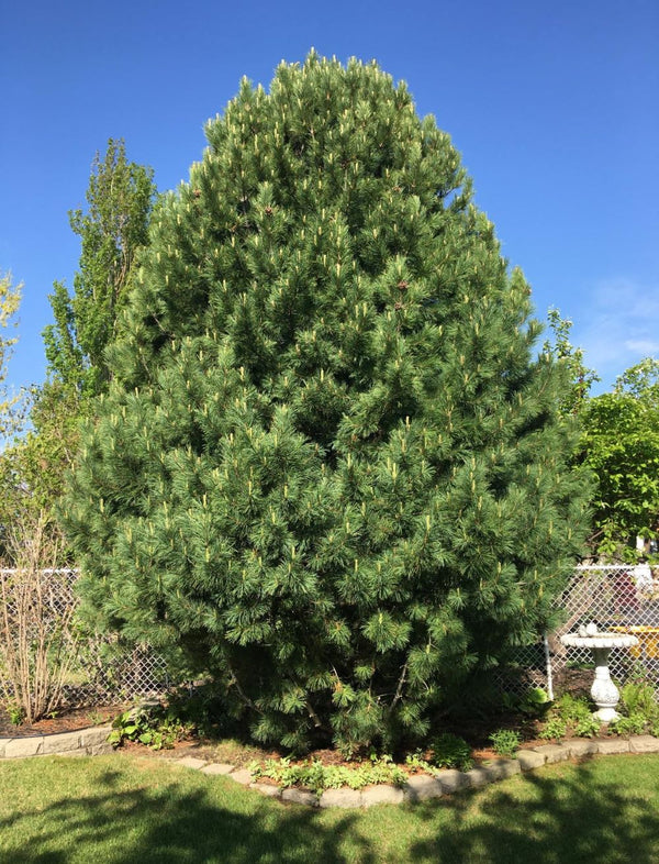 Pin Cembro Pinus Cembra Swiss Stone Pine