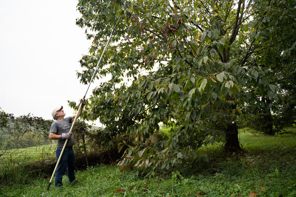 Hybrid chestnut 'Timber'