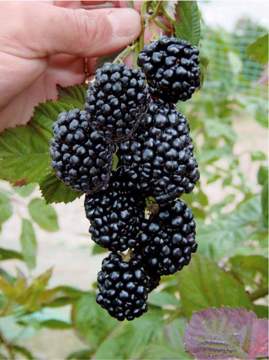 Black Berry 'Triple Crown' Rubus Fruticosus