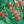 TULAMEEN Raspberry