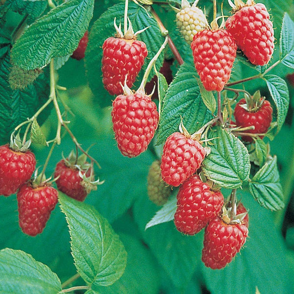 TULAMEEN Raspberry