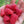 TULAMEEN Raspberry