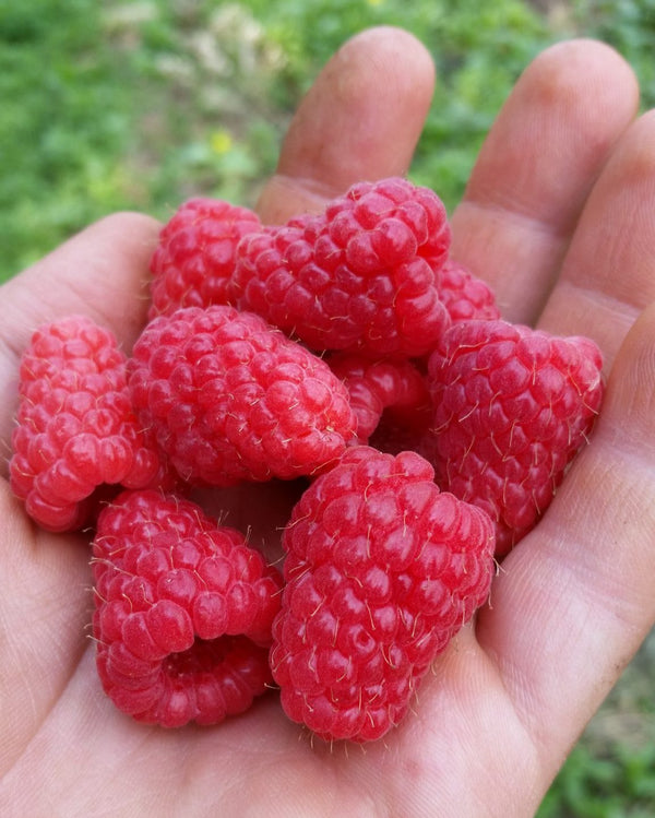 TULAMEEN Raspberry
