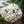 snowball viburnum scented - 'Viburnum X Carlcephalum'