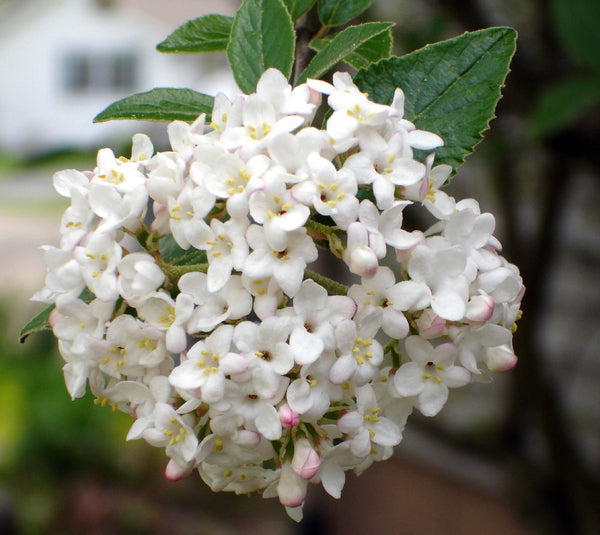 snowball viburnum scented - 'Viburnum X Carlcephalum'