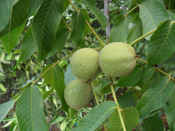 MANREGION walnut - Juglians regia