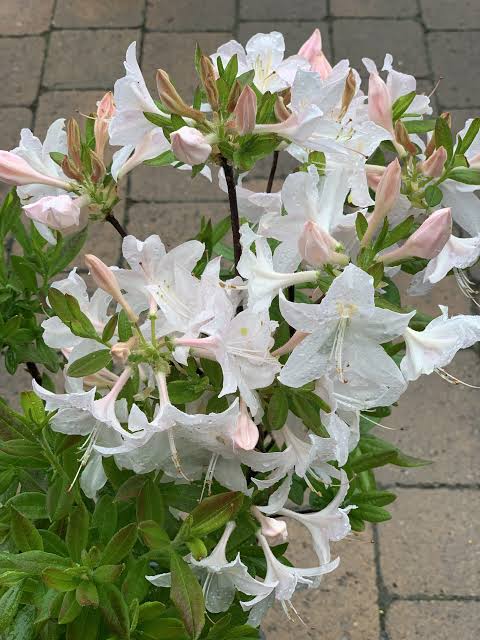 Azalea White Light
