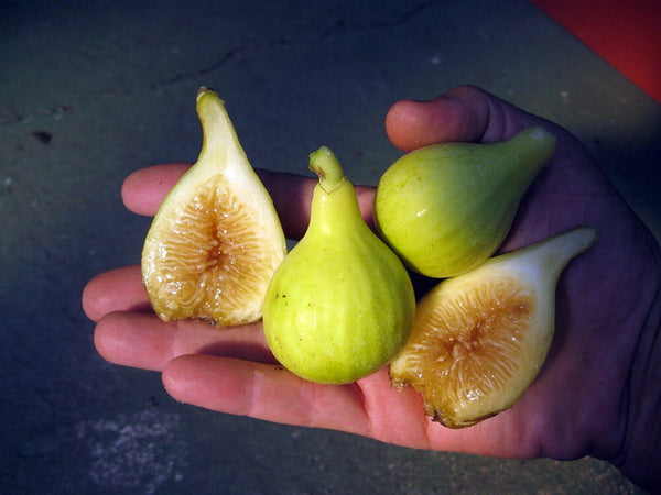 Yellow Long Neck Fig 