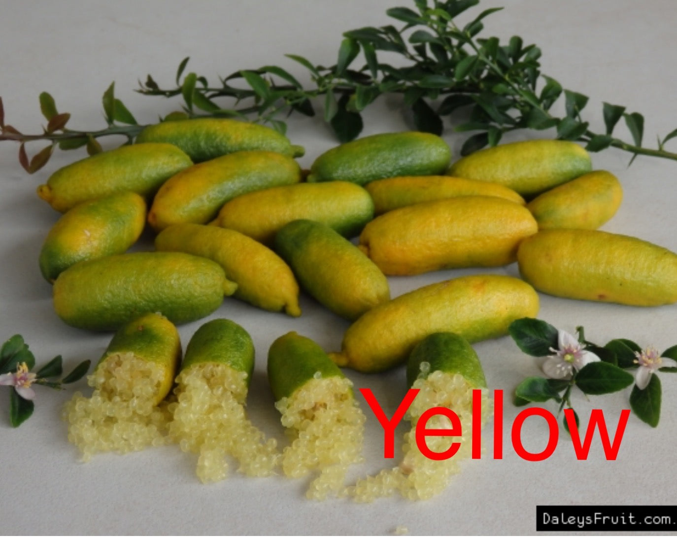 Finger lime 'Yellow' – Nutcracker Nursery & Tree Farm