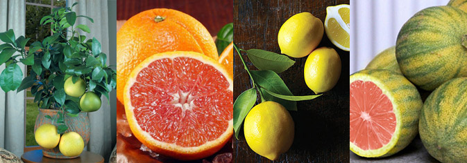 Citrus and other exotic plants