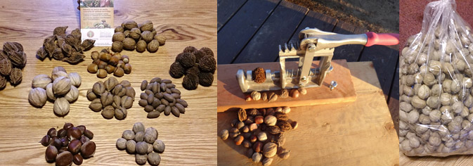 Nuts, stratified seeds and other products